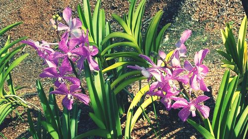 Close-up of pink flowers blooming in garden