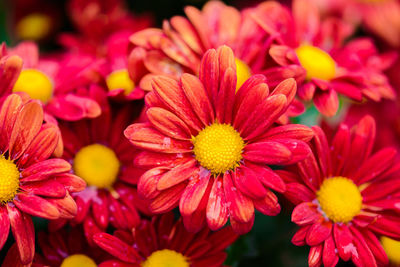 Close-up of red flowering plants