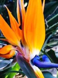 Close-up of orange flower blooming outdoors