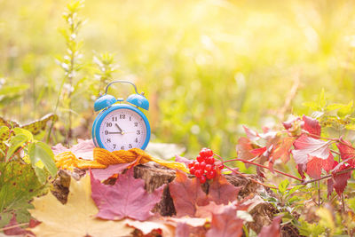 Close-up of flowering plants on field during autumn