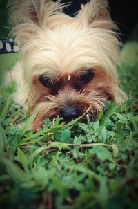 Close-up of dog looking away