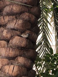 Low angle view of a tree