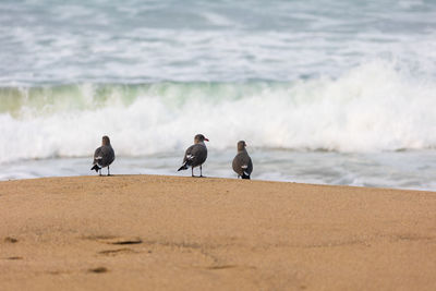 View of seagulls on beach