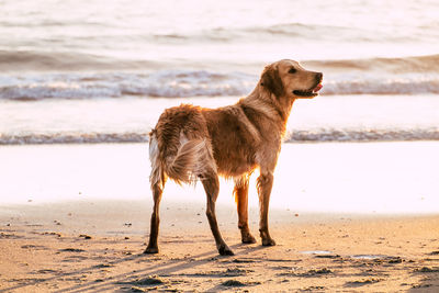 Dog looking away on beach