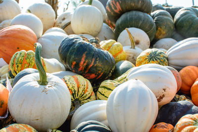 Close-up of pumpkins for sale