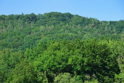 High angle view of trees in forest against sky