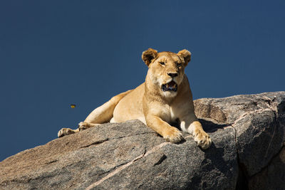 Low angle view of a cat on rock against clear sky