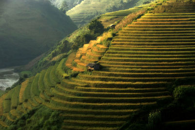 Scenic view of agricultural field