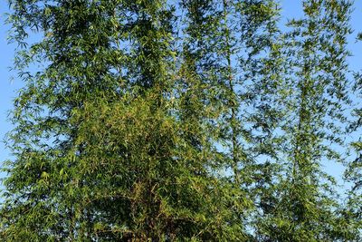 Low angle view of trees against sky