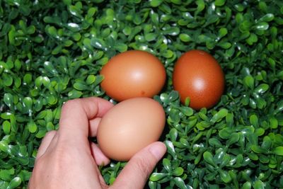 Low angle view of hand holding eggs