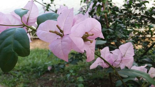 Close-up of pink flowers