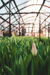 Close-up of flower growing in greenhouse