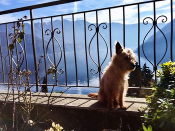 Side view of dog against railing