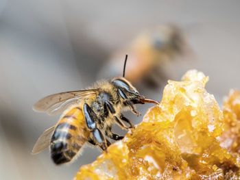 Close-up of bee on honeycomb.