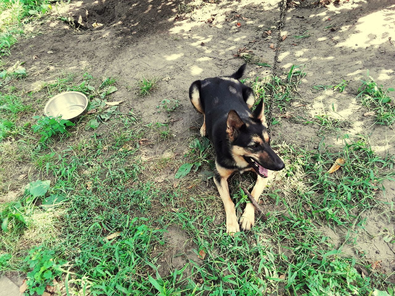 HIGH ANGLE VIEW OF DOG ON GRASSY FIELD