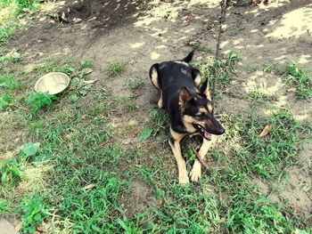 High angle view of dog on field