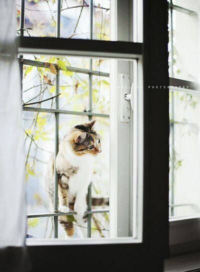 indoors, window, animal themes, pets, one animal, glass - material, window sill, transparent, domestic animals, domestic cat, cat, mammal, looking through window, home interior, curtain, sitting, glass, feline, day, no people