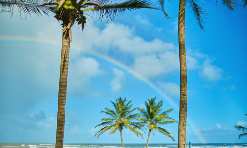 Coco palm and rainbow on exotic tropical beach at morning in seychelles.