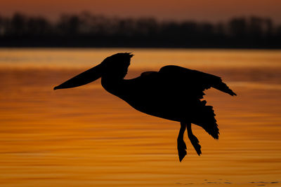 Silhouette bird flying over lake during sunset