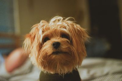Portrait of dog sticking out tongue at home