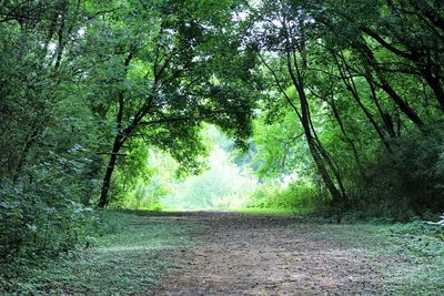 Dirt road passing through forest