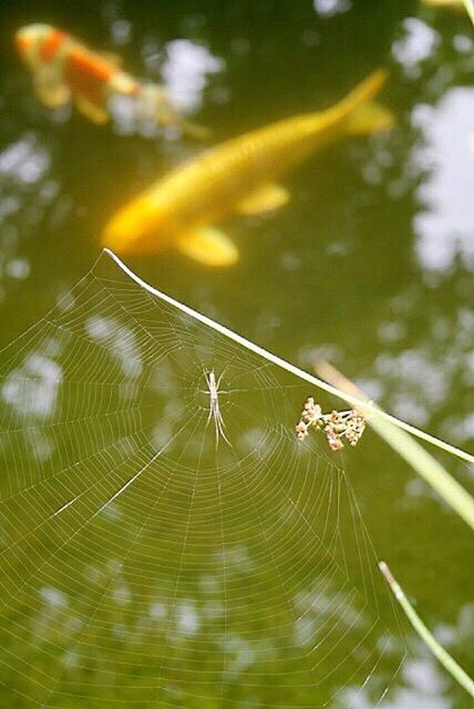 animal themes, animals in the wild, spider web, water, wildlife, one animal, close-up, spider, focus on foreground, nature, insect, reflection, natural pattern, fragility, day, selective focus, outdoors, beauty in nature, lake, no people