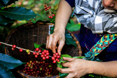 Midsection of woman holding fruits