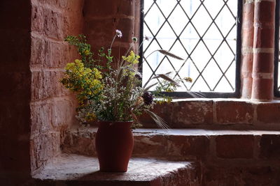 Potted plant on window sill