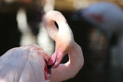 Close-up of a flamingo