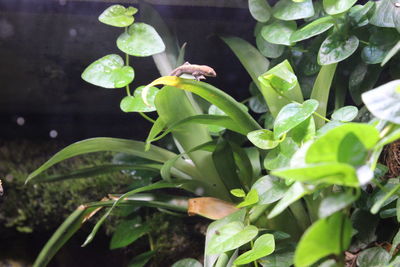 Close-up of insect on plant