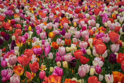 Close-up of multi colored tulips in field
