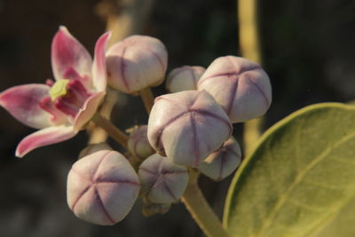 Close-up of flowering plant