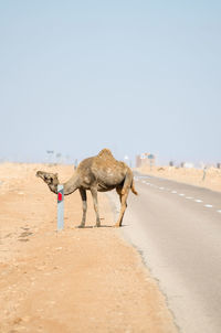 Camel scratching itself on road reflector in sahara desert, western sahara, north africa