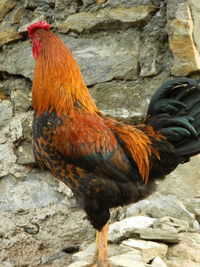 Close-up of rooster on rock