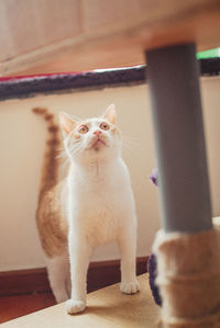 Portrait of kitten sitting at home