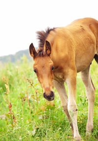 Horse on field against clear sky