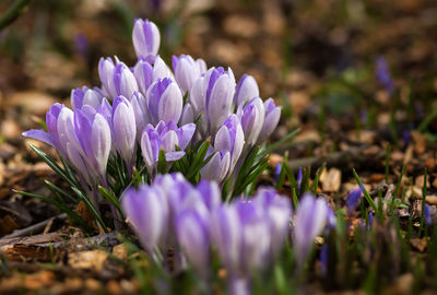 Close-up of purple crocus flowers on field