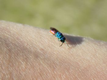 Close-up of ladybug on hand