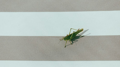 High angle view of insect on wall