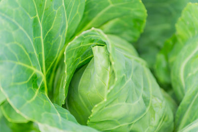 Young growing carbage in vegetable garden, new harvest