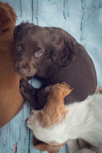 Close-up of dog