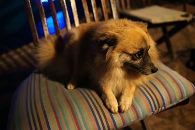 Close-up of dog relaxing