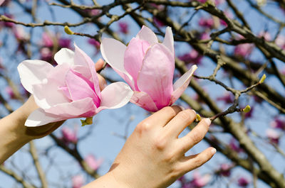 Close-up of hand holding pink flowers on tree