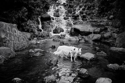 Dog in water