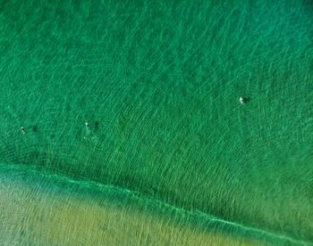 High angle view of jellyfish swimming in sea