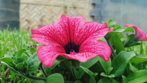 Close-up of pink flower blooming outdoors