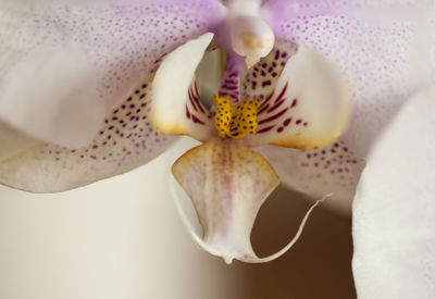 Close-up of flower blooming outdoors