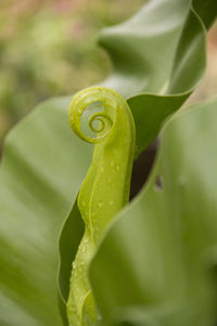 Close-up of water drops on leaf