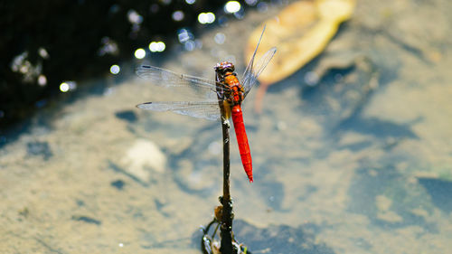 Close-up of dragonfly on plant