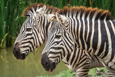 Close-up of zebra